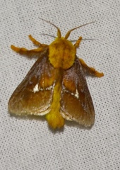 Miresa bracteata