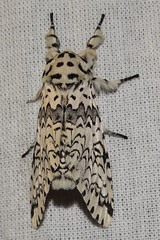 Kamalia kandyia