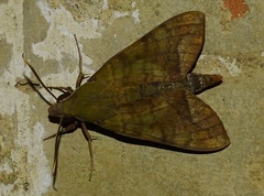 Nephele hespera