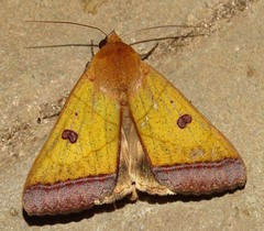 Ophiusa trapezium