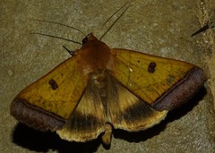 Ophiusa trapezium