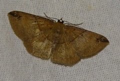 Petelia medardaria
