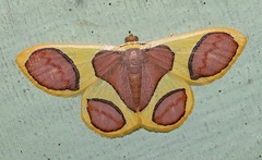 Plutodes pseudocyclaria