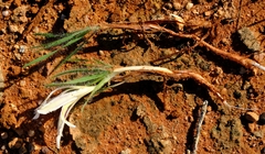 Babiana minuta