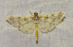 Polythlipta divaricata