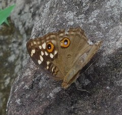 Junonia lemonias
