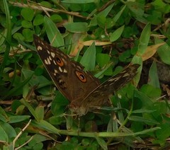 Junonia lemonias