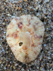 Eoacmaea albonotata