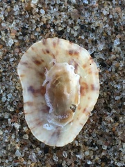 Eoacmaea albonotata