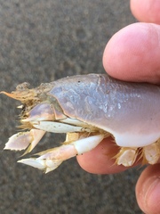 Emerita austroafricana