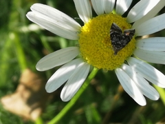 Prochoreutis sehestediana