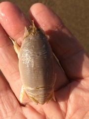 Emerita austroafricana