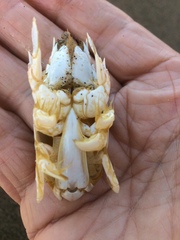 Emerita austroafricana