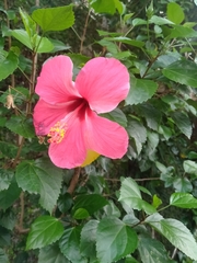 Hibiscus rosa-sinensis