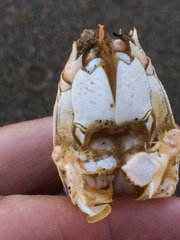 Emerita austroafricana