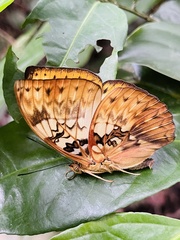 Cymothoe hyarbita hyarbita