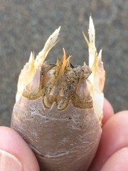 Emerita austroafricana