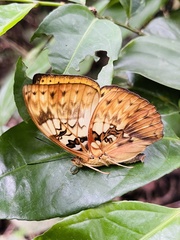 Cymothoe hyarbita hyarbita