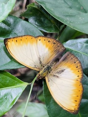 Cymothoe hyarbita hyarbita