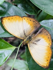 Cymothoe hyarbita hyarbita