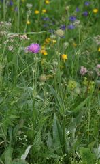 Knautia longifolia