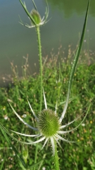 Dipsacus fullonum