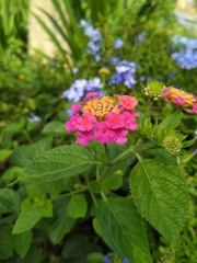 Lantana camara