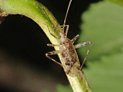Phytocoris longipennis