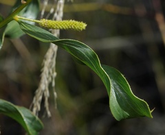 Acacia helicophylla