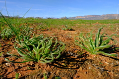Trachyandra flexifolia