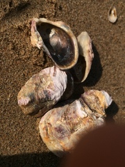 Striostrea margaritacea