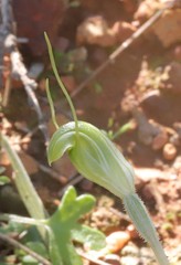 Pterostylis setulosa