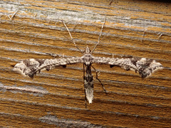 Amblyptilia punctidactyla