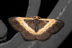 Peratophyga trigonata