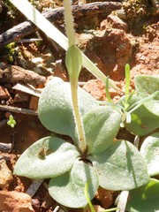 Pterostylis setulosa