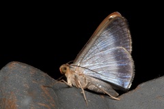 Tasta micaceata