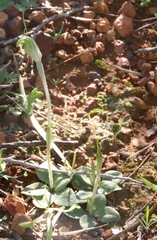 Pterostylis setulosa