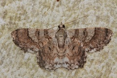 Myrioblephara pingasoides