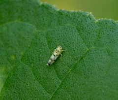 Eupteryx atropunctata