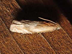 Eucosma cana