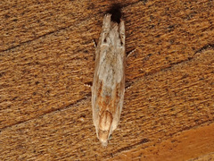 Eucosma cana
