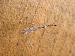 Empicoris vagabundus