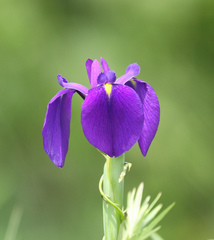 Iris ensata