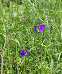 Iris ensata