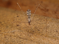 Empicoris vagabundus