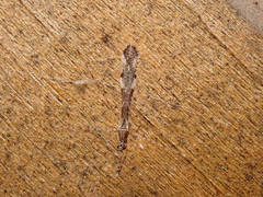 Empicoris vagabundus