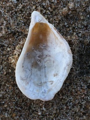 Septifer bilocularis