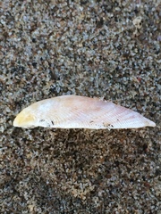 Septifer bilocularis