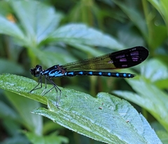 Heliocypha perforata