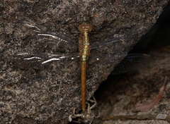 Orthetrum migratum